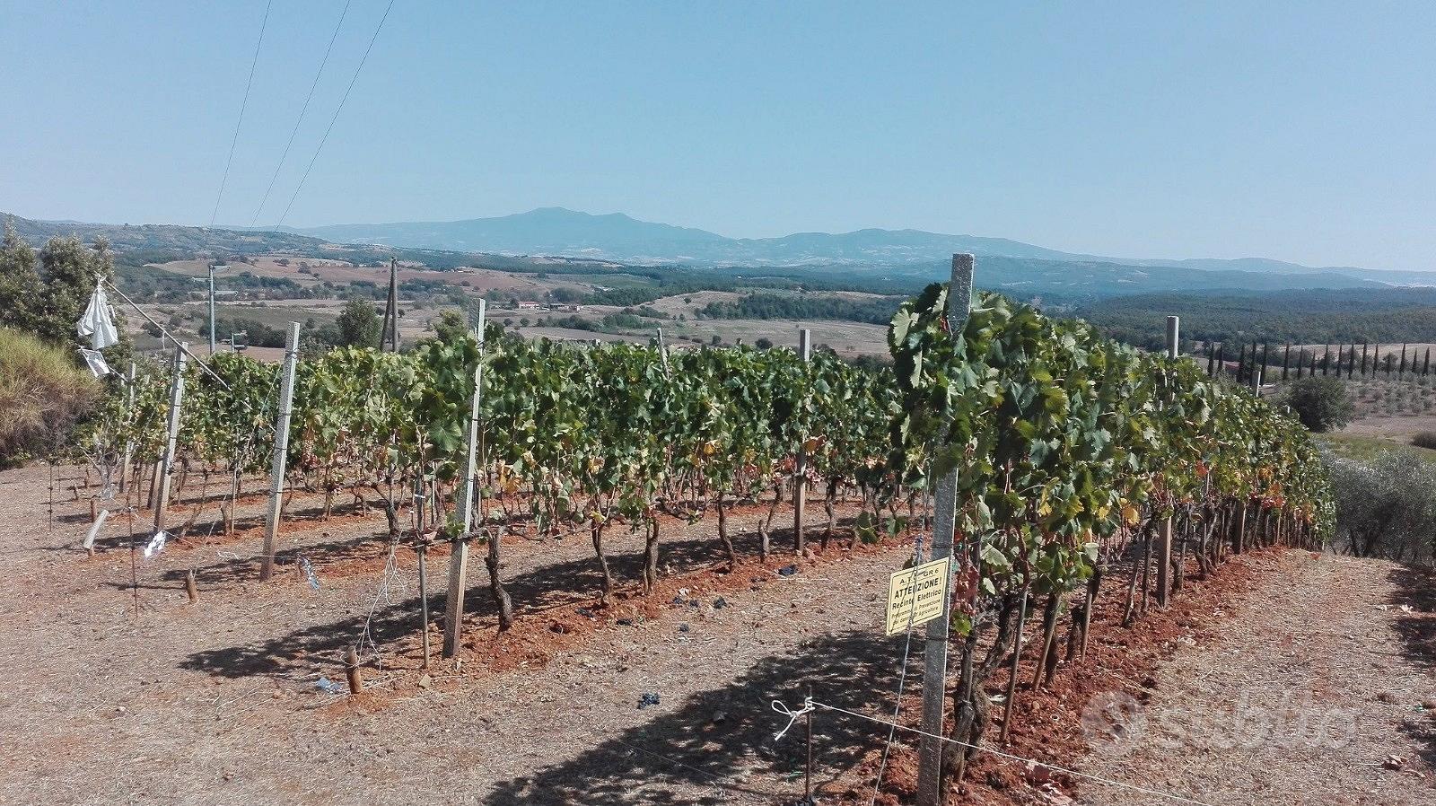 Terreno panoramico collinare con piccolo annesso - Vista 3