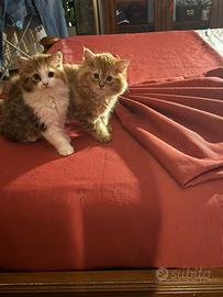 Gatte Siberiane