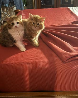 Gatte Siberiane