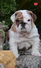 Cuccioli Bulldog Inglese allevamento selezionato
