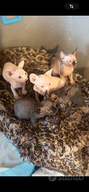Splendidi gattini Sphynx