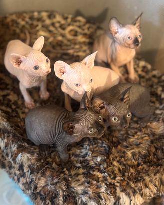 Splendidi gattini Sphynx