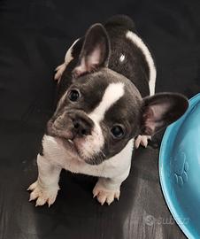 cuccioli di bulldog francese 