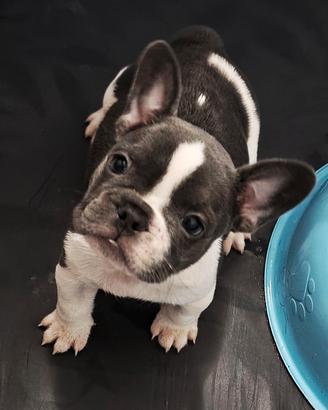 cuccioli di bulldog francese 