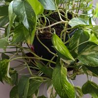 Pianta