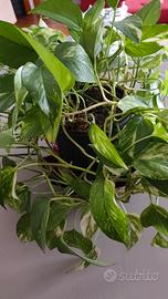 Pianta