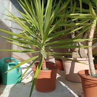 Yucca pianta della felicità 