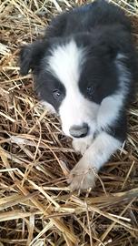 Cuccioli border collie
