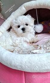 Cucciolo Maltese con Pedigree
