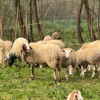 Pecore gravide nostrane e francesi e montone