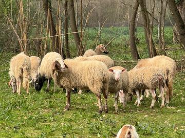 Pecore gravide nostrane e francesi e montone