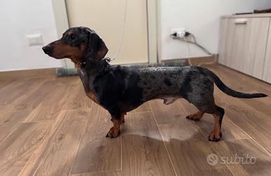 Bassotto Tedesco A.Silver M ON TA