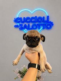 Cuccioli di Carlino