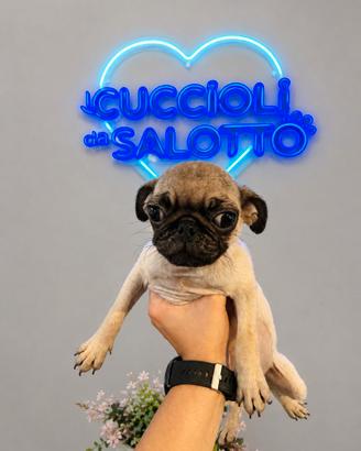 Cuccioli di Carlino