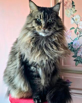 Maine coon da riproduzione
