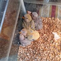 Inseparabili d imbecco