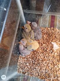 Inseparabili d imbecco