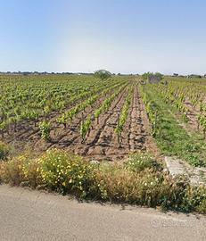 Vigneto Primitivo DOC