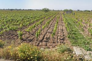 Vigneto Primitivo DOC