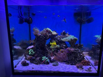 Acquario marino completo