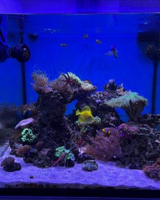 Acquario marino completo
