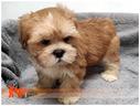 cuccioli-di-lhasa-apso