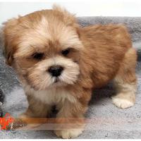 Cuccioli di LHASA APSO