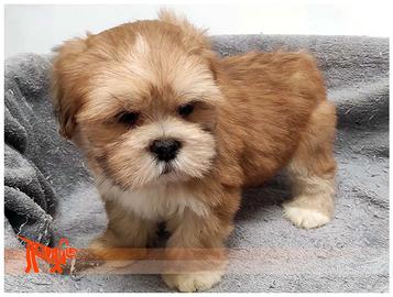 Cuccioli di LHASA APSO