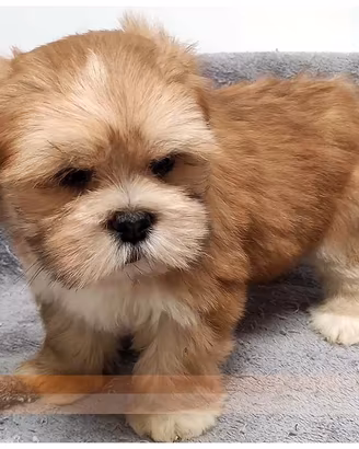 Cuccioli di LHASA APSO