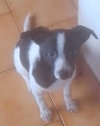 Cuccioli dolcissimi e affettuosi