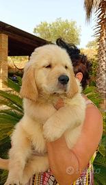 Cuccioli di Labrador con pedigre