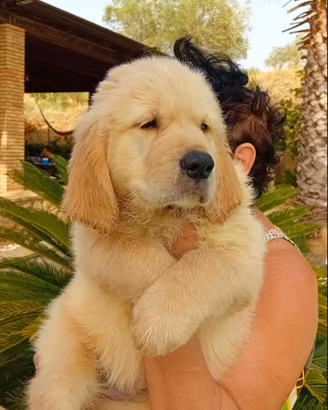 Cuccioli di Labrador con pedigre