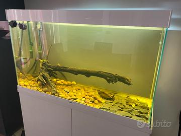 Acquario 240 litri