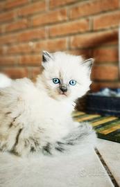 Cuccioli Ragdoll