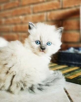 Cuccioli Ragdoll