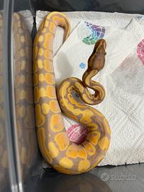 Baby pitone reale