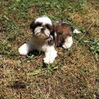 Shih-tzu cuccioli