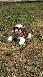 Shih-tzu cuccioli