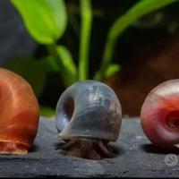 Lumache planorbarius acquario