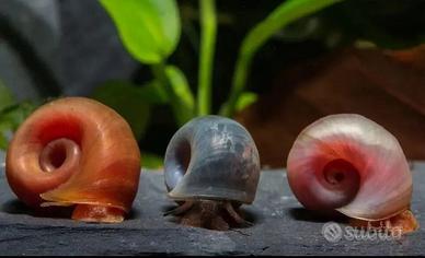 Lumache planorbarius acquario