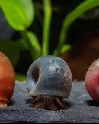 Lumache planorbarius acquario