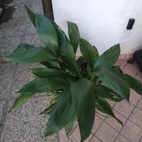 aspidistra 