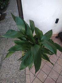 aspidistra 