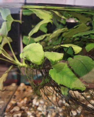 Pianta anubias barteri per acquario