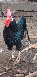 Coppie di varie razze di galline ornamentale