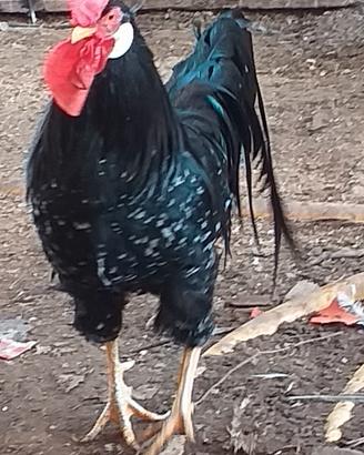Coppie di varie razze di galline ornamentale