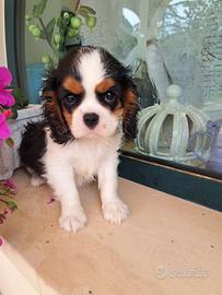 Ciccioli di Cavalier King Charles spaniel tricolor