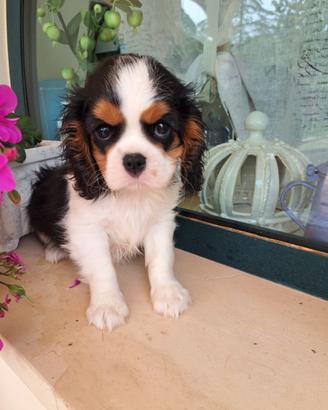 Ciccioli di Cavalier King Charles spaniel tricolor