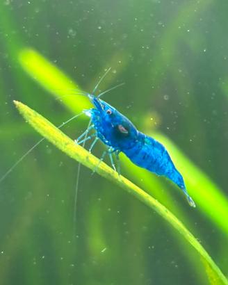 Caridine blu dream