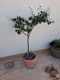 Alberello mele cotogne